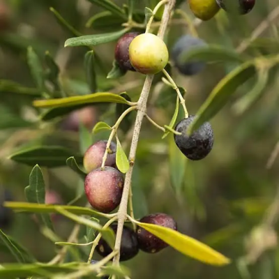 Arbequina
