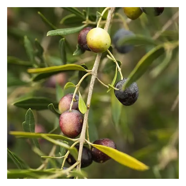 Arbequina